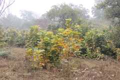 Haplophragma adenophyllum